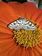 Conchylodes ovulalis