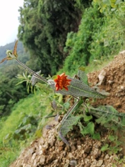 Smallanthus oaxacanus