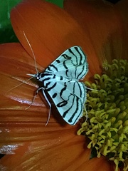 Conchylodes ovulalis
