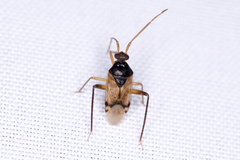 Eustictus