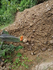 Smallanthus oaxacanus