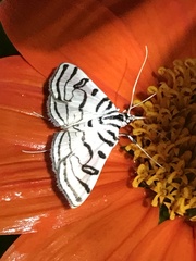 Conchylodes ovulalis