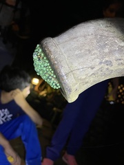 Agalychnis callidryas