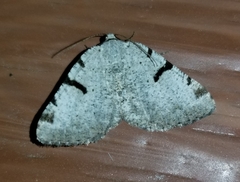 Macaria subcessaria