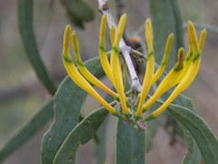 Dendrophthoe falcata