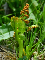 Botrychium crenulatum