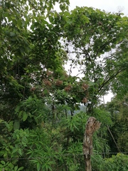Heliocarpus donnellsmithii