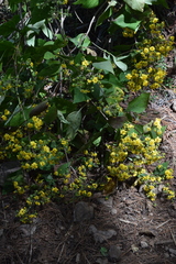 Rumfordia floribunda