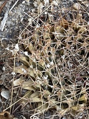 Mammillaria peninsularis