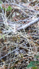 Lomatium martindalei