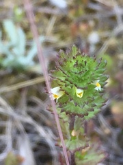 Euphrasia subarctica