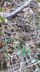 Lomatium martindalei