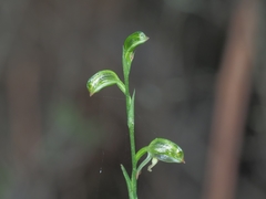 Pterostylis melagramma