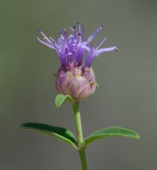 Monardella linoides sierrae