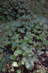 Heuchera longipetala