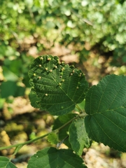 Eriophyes alniincanae