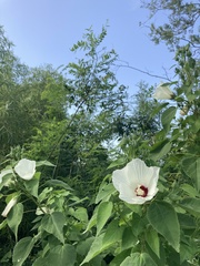 Hibiscus lasiocarpos