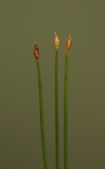 Trichophorum pumilum