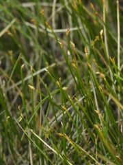 Trichophorum pumilum