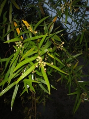 Nectandra angustifolia