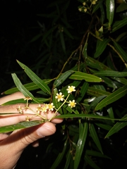 Nectandra angustifolia
