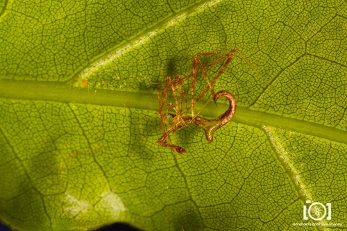 cobweb spiders
