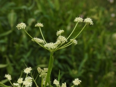 Angelica kingii