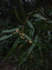 Nectandra angustifolia