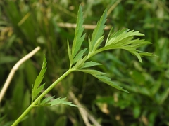 Angelica kingii