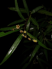Nectandra angustifolia