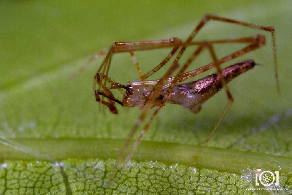 Stretched Thief Spiders