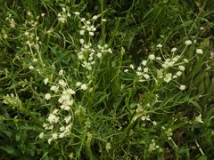 Angelica kingii