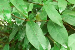 Urceola