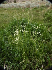 Angelica kingii