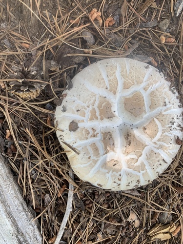 iNaturalist observation photo of Giant Sawgill