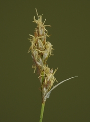 Carex duriuscula