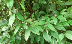 Urceola