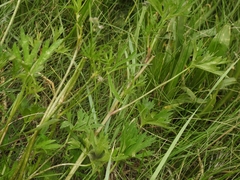 Delphinium polycladon