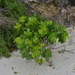 Terminalia rubricarpa - Photo (c) Pierre-Louis Stenger, some rights reserved (CC BY-NC), uploaded by Pierre-Louis Stenger