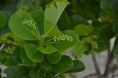 Terminalia rubricarpa