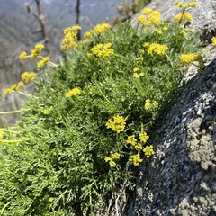 Cymopterus terebinthinus