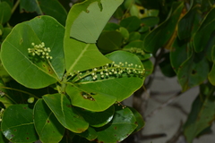 Terminalia rubricarpa