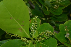 Terminalia rubricarpa