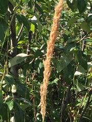 Calamagrostis stricta