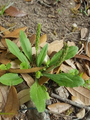 Plantago virginica