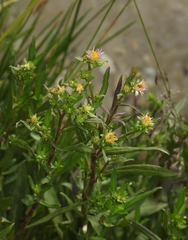 Symphyotrichum bracteolatum