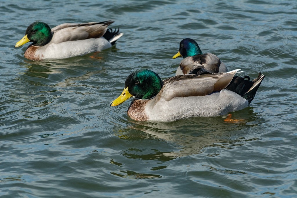 Mallard from Russell Creek Park, Plano, TX, USA on March 22, 2018 at 03