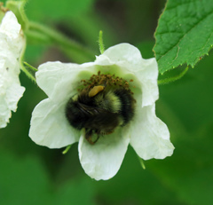 Bombus sitkensis