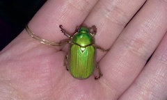Chrysina lecontei