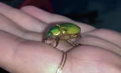 Chrysina lecontei